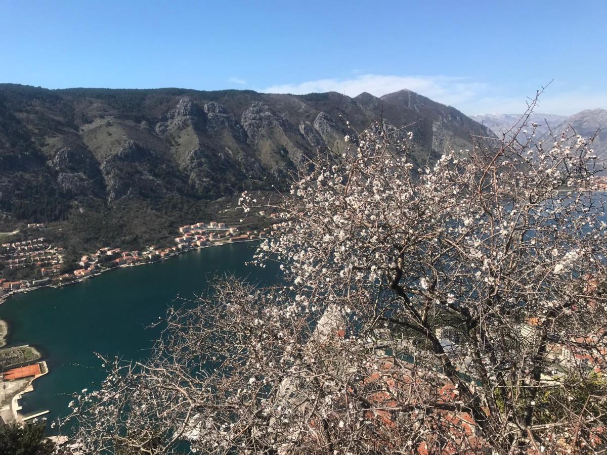 Romantic Rooftop View Hideaway- Old Town Nr 404 Kotor Exterior foto